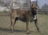 SANDOCAN DE SPALATO BULL