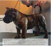 BRAVO KENNEL’S CONTESSA