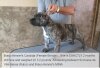 BRAVO KENNEL’S CANDIDA