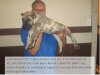 BRAVO KENNEL’S PITO