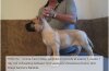 BRAVO KENNEL’S HINCHO