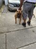 STRINGER KENNELS MARY JANE