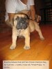 BRAVO KENNEL'S CARMELA