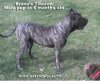 BRAVO KENNEL'S TIBURON