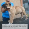BRAVO KENNEL'S LARGER FAWN FEMALE