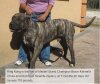 BRAVO KENNEL’S KING KONG