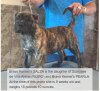BRAVO KENNEL'S SALSA