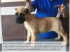BRAVO KENNEL’S PEACHY