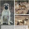 BRAVO KENNEL'S LUCIA