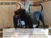 BRAVO KENNEL'S SOMBRA