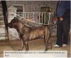 BRAVO KENNEL'S NE-NE