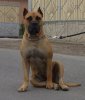 PERROS CANARIOS OROS CLEO