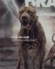 APOLO SANGUE BRAVO KENNEL
