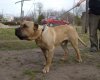 PERROS CANARIOS OROS COSTA