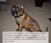 BRAVO KENNEL’S FEDERALE