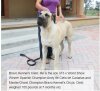 BRAVO KENNEL’S CIELO