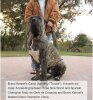BRAVO KENNEL’S TRUCKE