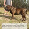 BRAVO KENNEL’S DEMON