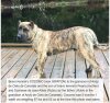 BRAVO KENNEL’S COCOMO