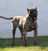 B-LUNA SILVER CHILD PRESA CANARIO