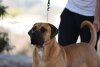 TAUCO CANARIKENNEL