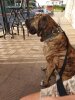 SAMIRA CANARIKENNEL