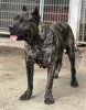 ELVIRA DE KING ZULU