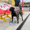 TAMADABA CANARIKENNEL