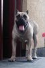 PERROS CANARIOS OROS DIERA (TAURA)