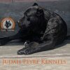 JUDAH DE PEYRE KENNELS