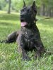 REINA DE LA FUNDACION K-9