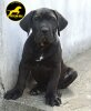 BLAZE DE PRYCAN BULL KENNEL