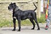 KING DOG PUR