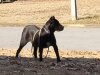 BLACK BEAUTY KELLUM