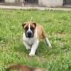 ANíBAL DE CARTEL PRESA CANARIO