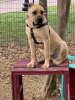 DRAGO BEAUX TUCKER KENNELS