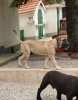 JACHA DE ZHONGHAI KENNEL