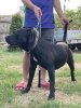 CANADA OF SEVEN SHARKY DINASTY KENNEL