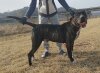 ROCCO
