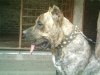 KIMONO DEL CANE CLUB