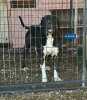 CHIRA DE PCRP KENNEL