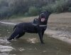 RAFAELLA PERRO DE POR VIDA