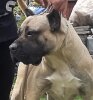 BANE PRESA DE CASA GOXY