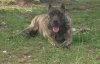 NENA DE RANCHO BRAVO (TIGRA)