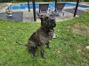 MPC KENNEL DJANGO