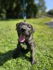 JTC KENNEL LOKI