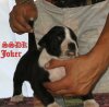 JOKER OF SEVEN SHARKY DINASTY KENNEL