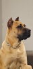 V-FALLON DOG PUR