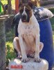 ETERNITY OF SEVEN SHARKY DINASTY KENNEL