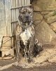 SPARTACUS DE ESCADA